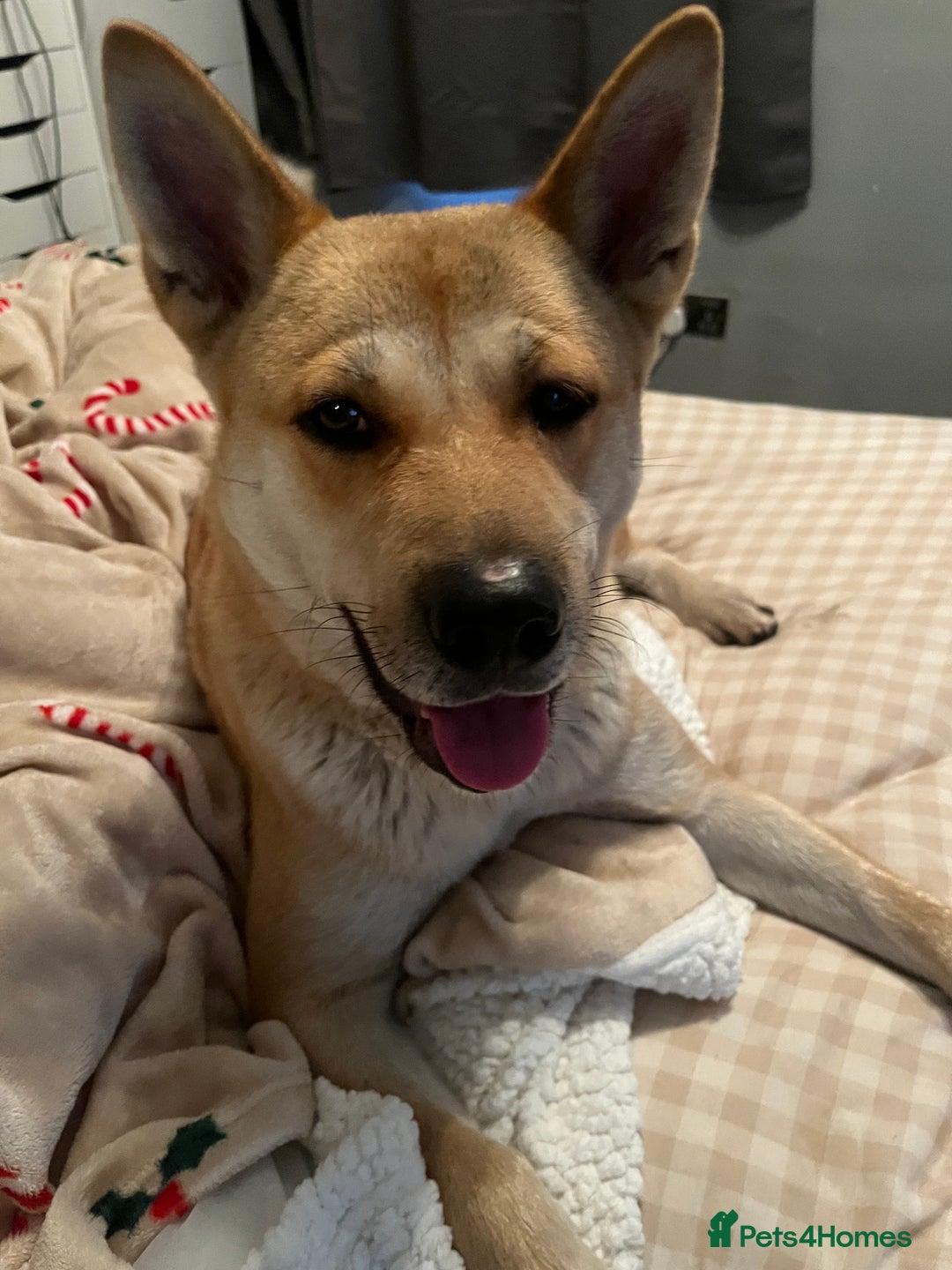 Akita dogs for sale: 3 year old female Akita  - Image 1