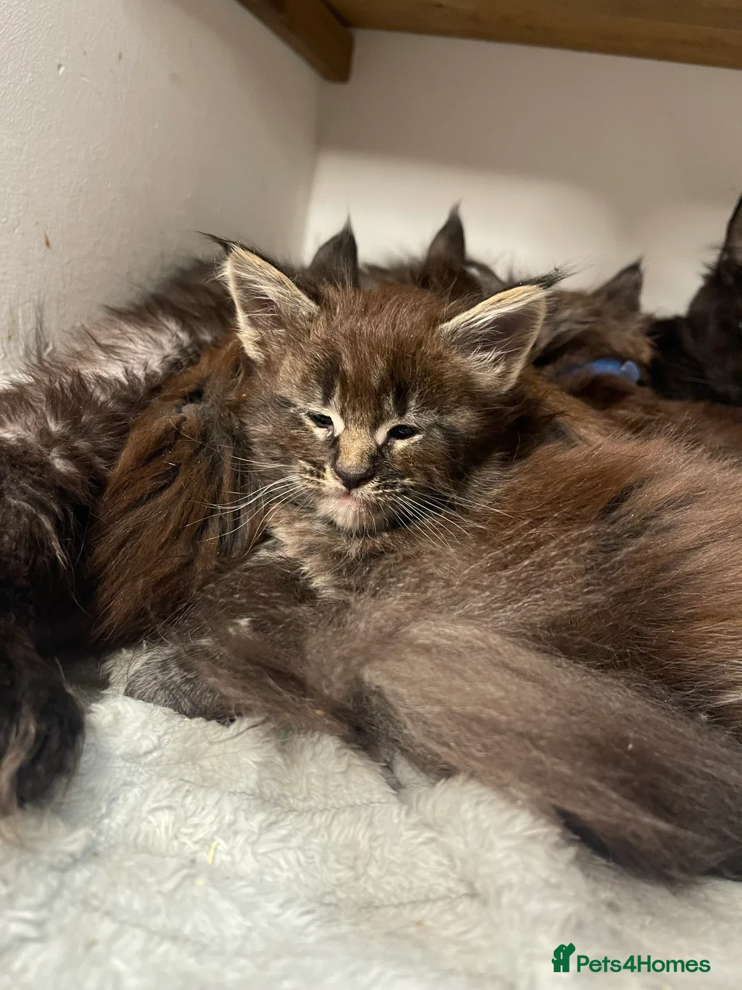 Maine Coon cats for sale: Maine coon - Advert 5