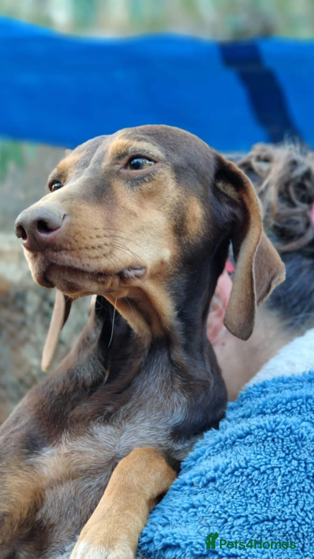 Mixed Breed dogs for adoption: Sienna is looking for her forever family  - Advert 8