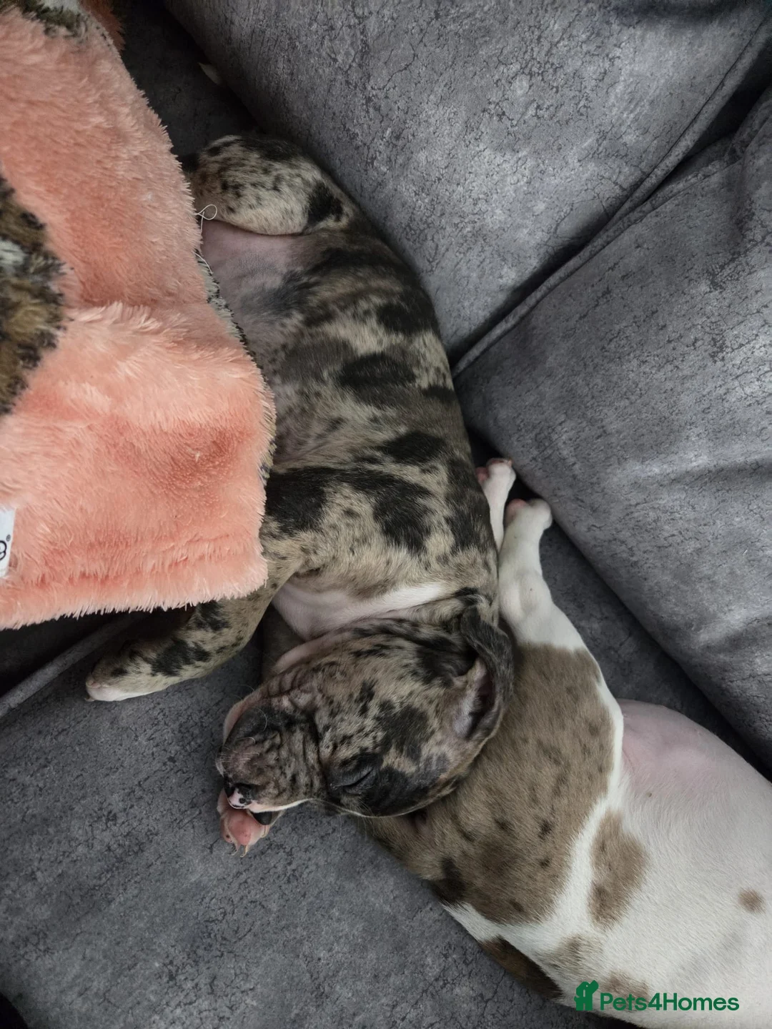 Mixed Breed dogs for sale: Female Staffy X Alapaha Blue Blood Bulldog Pups - Advert 9