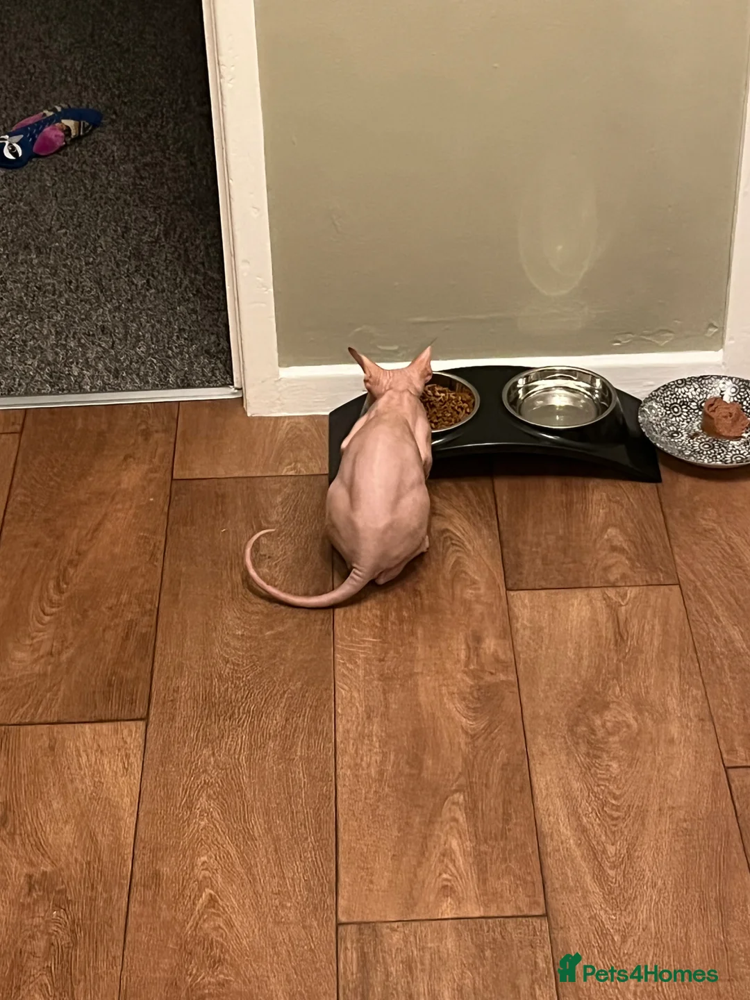 Sphynx cats for sale: Bilbo - Advert 1