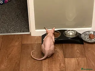 Sphynx cats Bilbo - Advert 4