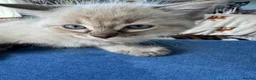 Ragdoll cats for sale: 3 Ragdoll kittens - Advert 6
