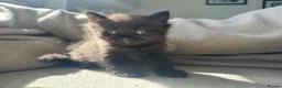Ragdoll cats for sale: Super fluffy little girl  - Advert 9