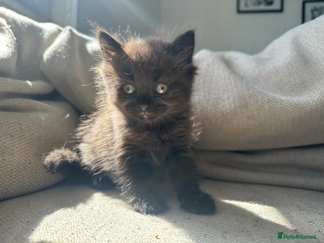 Ragdoll cats for sale: Super fluffy little girl  - Advert 9