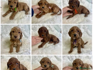 Goldendoodle dogs Outstanding quality fully tested Goldendoodle pups - Advert 5