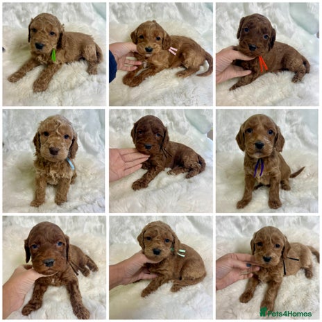 Goldendoodle dogs Outstanding quality fully tested Goldendoodle pups - Advert 4