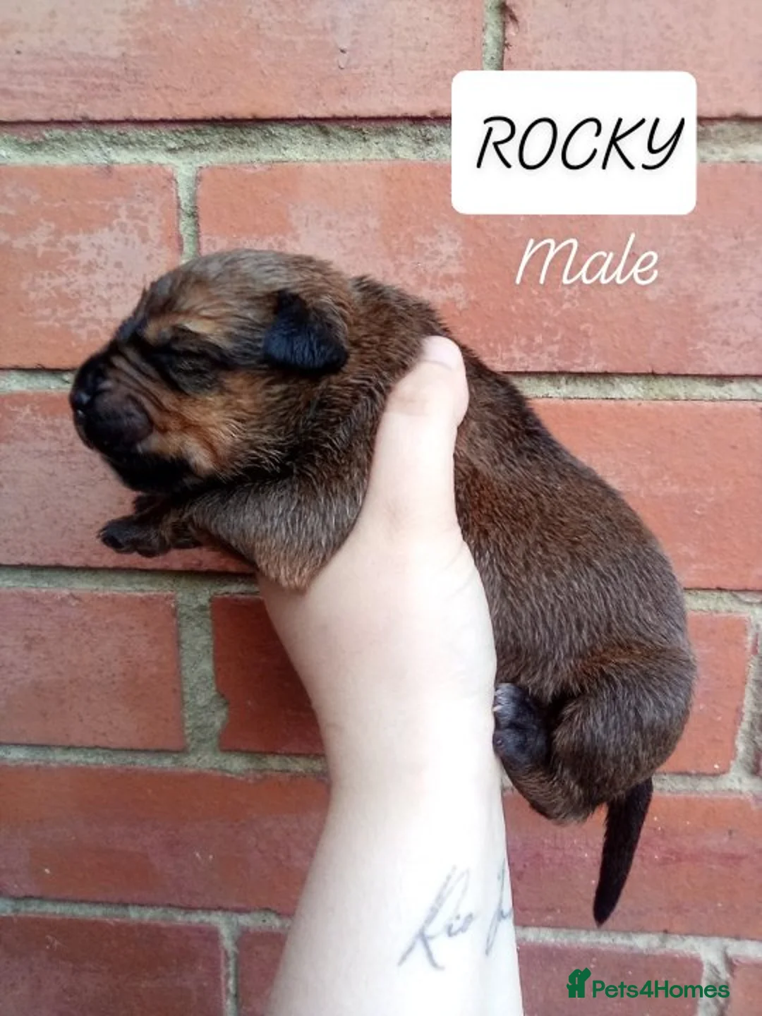 Mixed Breed dogs for sale: Bullweiller puppies  in Seaham - Advert 2