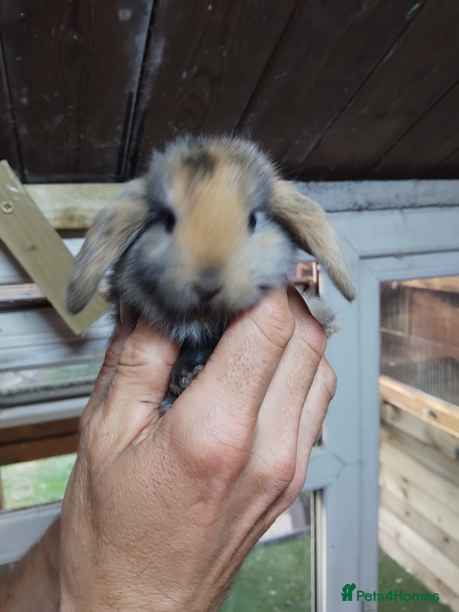 Mini Lop rabbits Baby lops - Advert 10