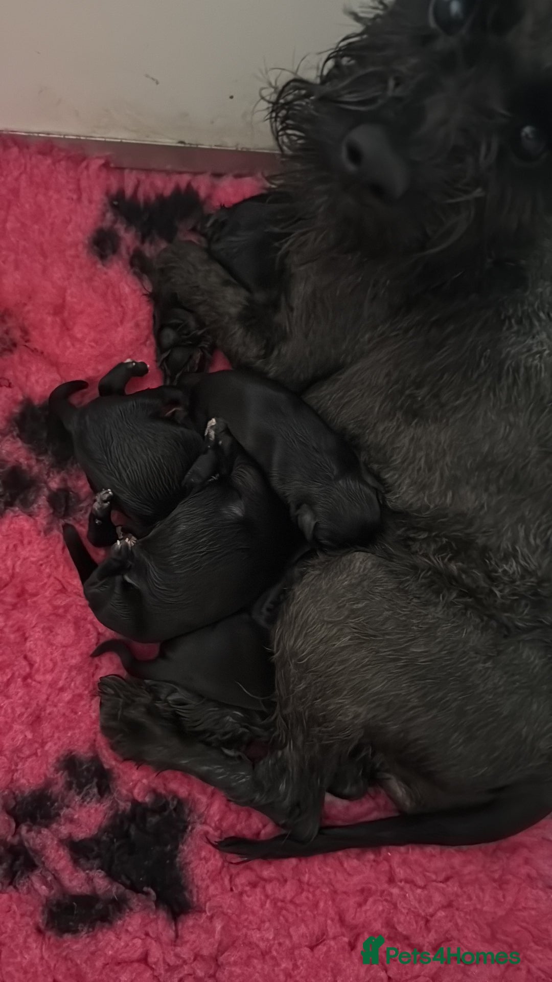 Miniature Schnauzer dogs for sale: KC MAC Quality Black Miniature schnauzers  - Advert 8