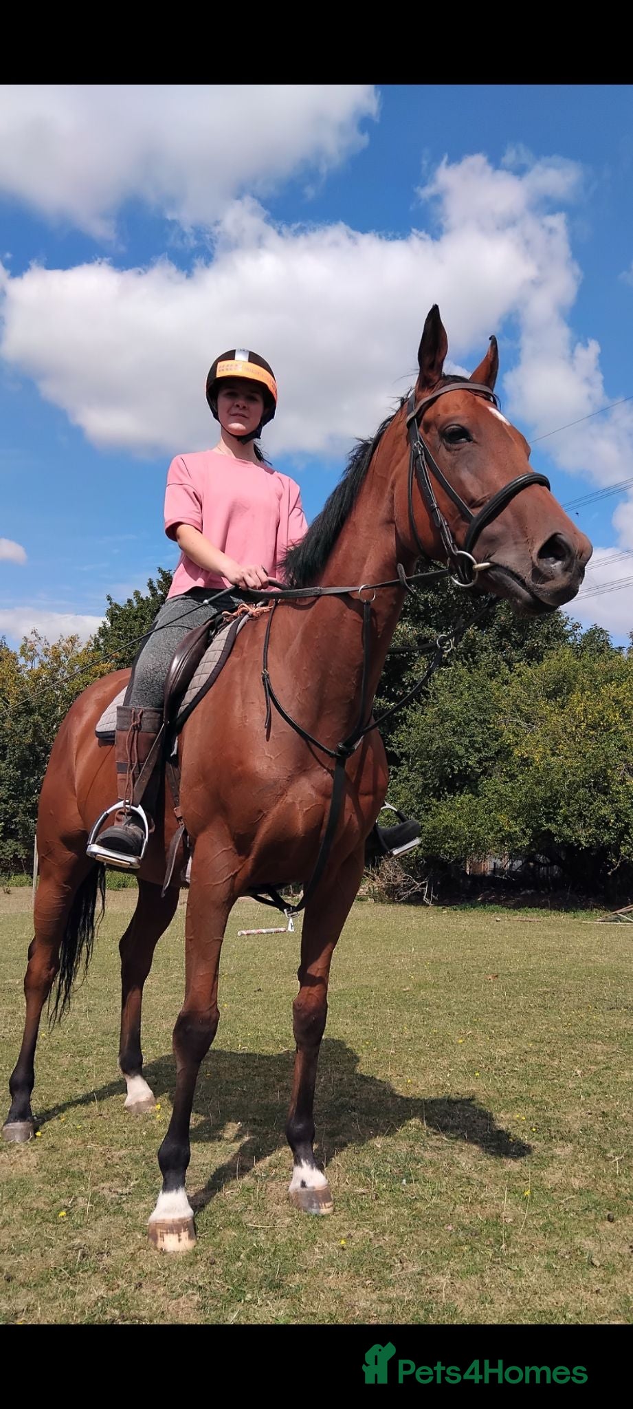 Irish Thoroughbred horses 15.2hh lovely sensible all rounder - Advert 1
