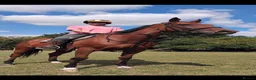 Irish Thoroughbred horses for sale: 15.2hh lovely sensible all rounder - Advert 1