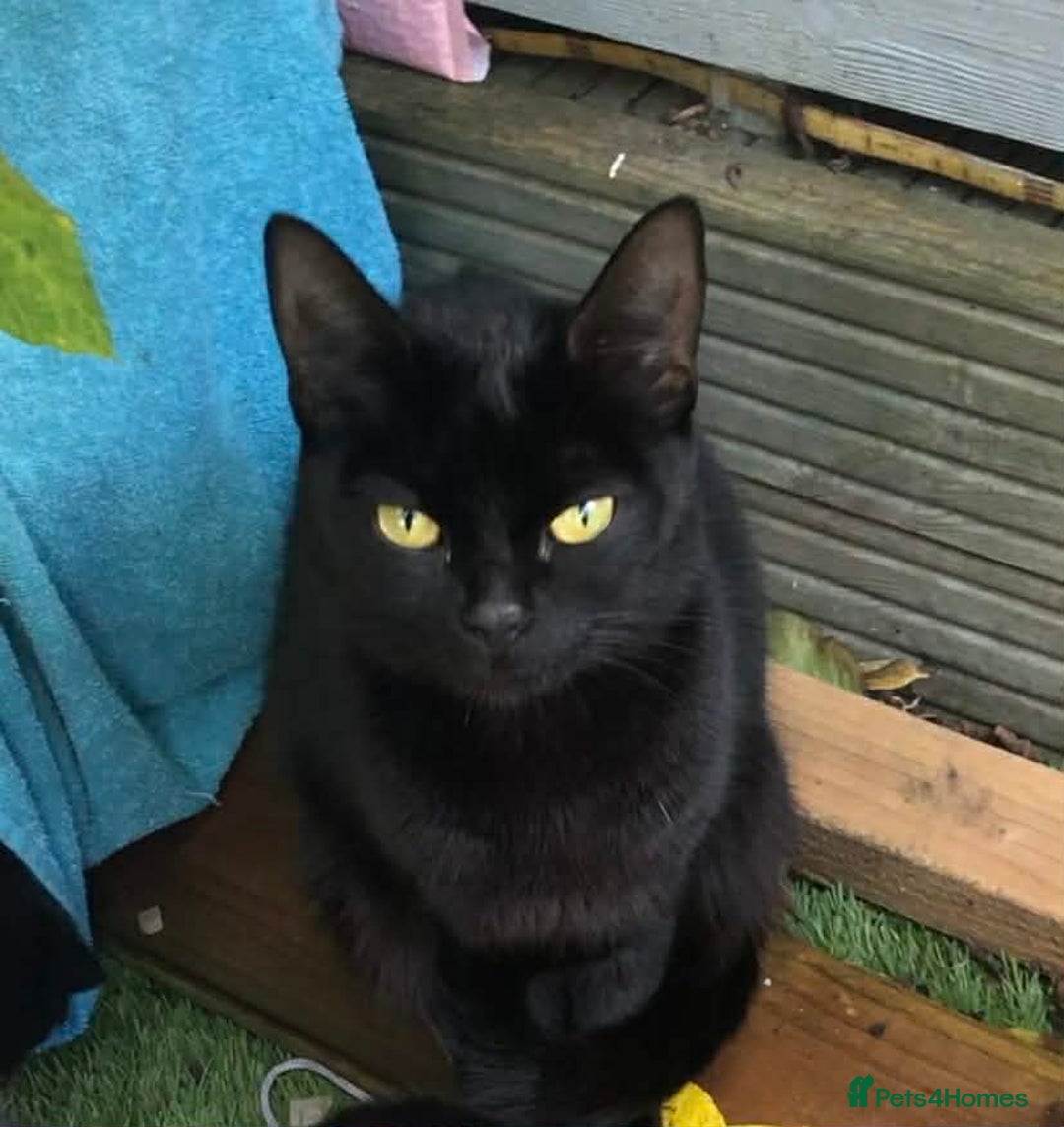 Mixed Breed cats for sale: 4 Gorgeous Bombay-Heritage Kittens- Litter Trained - Advert 2