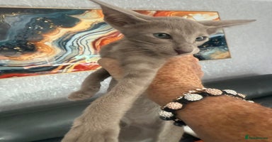 Oriental cats - Advert 8