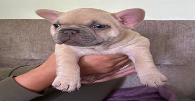 French Bulldog dogs - Advert 9