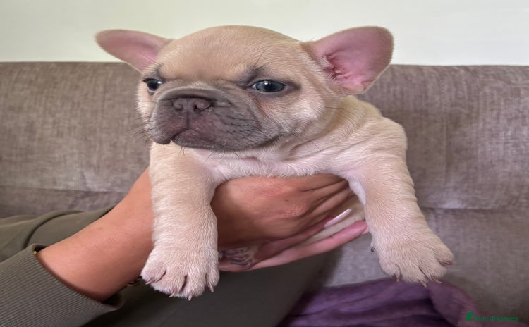 French Bulldog dogs - Advert 6