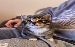 Mixed Breed cats for sale: one male left  - Advert 5