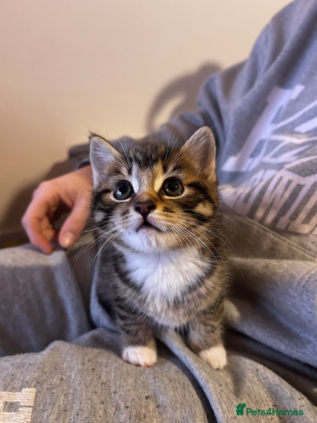 Mixed Breed cats for sale: one male left  - Advert 5