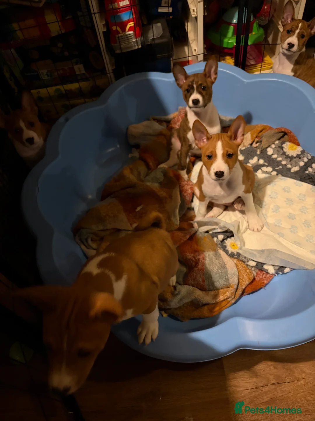 Basenji dogs for sale: 4 remaining basenji puppies left pure basenji  - Advert 4