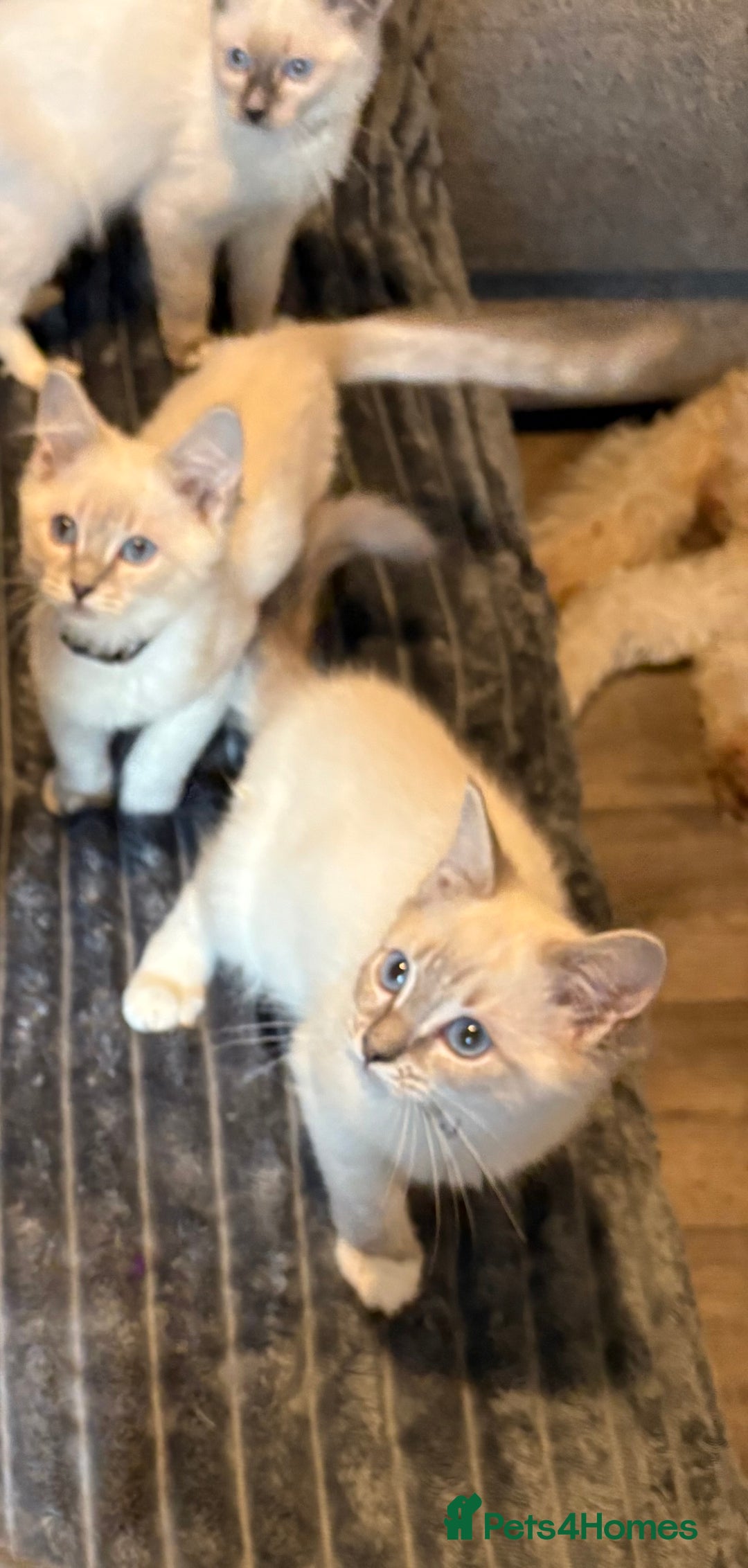Ragdoll cats for sale: Ready Now. Stunning GCCF Pure Bred Ragdoll kittens - Image 7