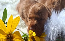 Hungarian Vizsla dogs for sale: Hungarian vizsla  - Image 8