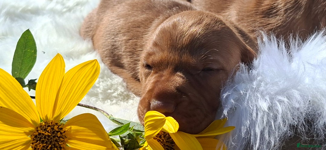 Hungarian Vizsla dogs for sale: Hungarian vizsla  - Image 8