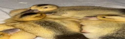 Ducks poultry for sale: Beautiful Miniature Silver Appleyard ducklings - Advert 2