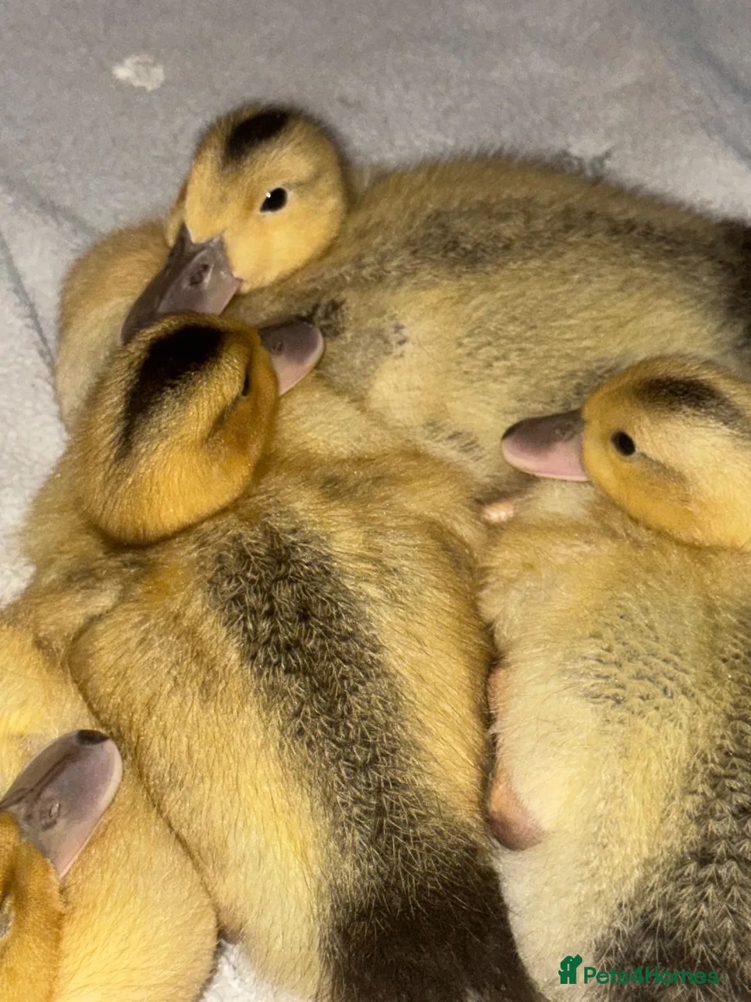 Ducks poultry for sale: Beautiful Miniature Silver Appleyard ducklings - Advert 2
