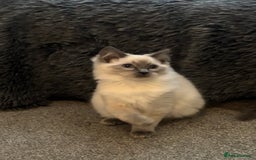 Ragdoll cats for sale: Gccf registered Ragdoll kittens  - Image 8