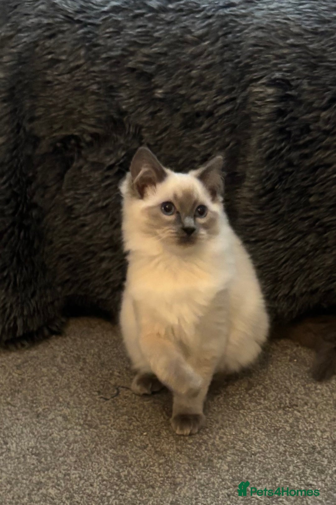 Ragdoll cats for sale: Gccf registered Ragdoll kittens  - Image 8