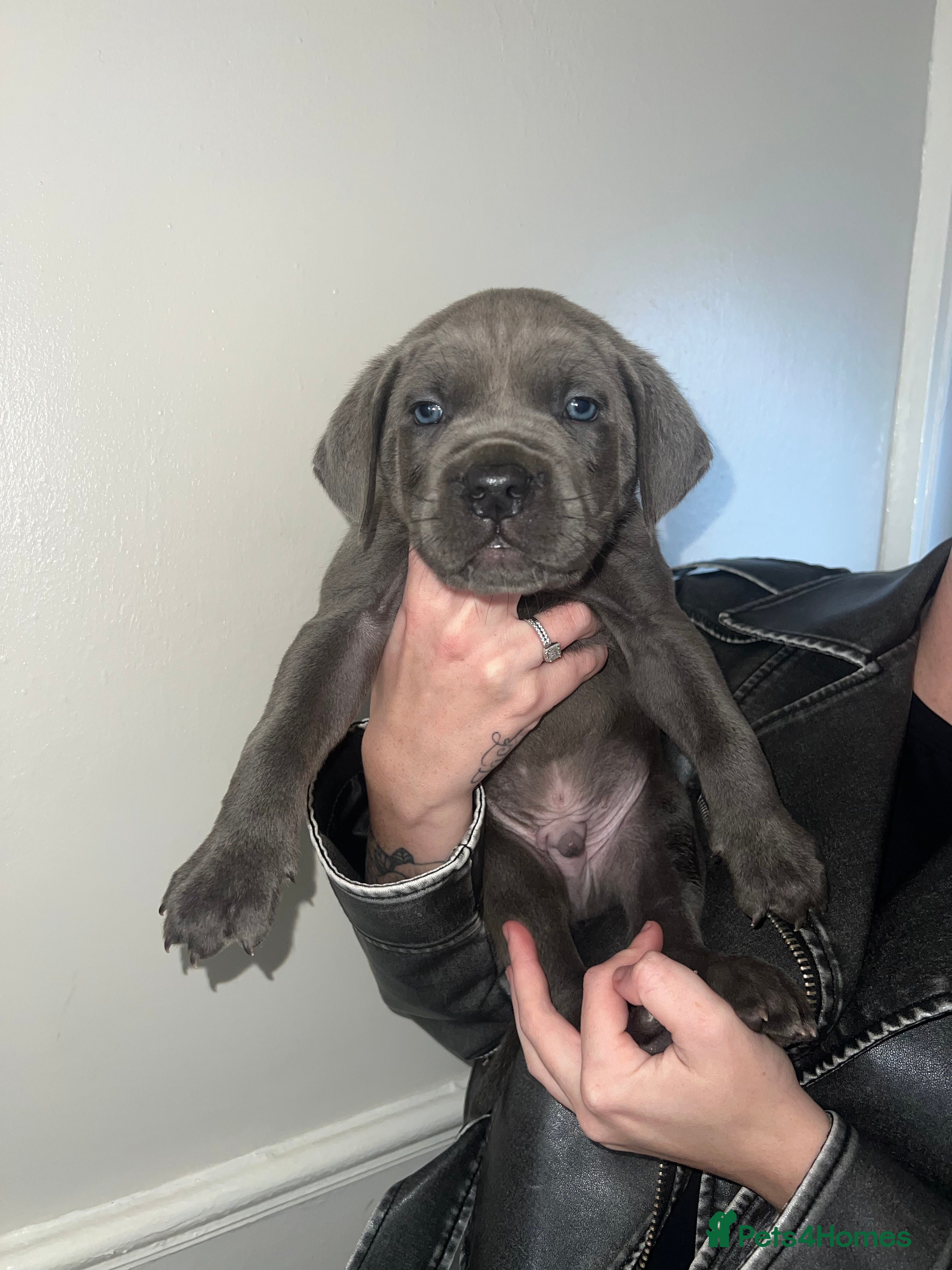 Cane Corso dogs Cane corso pups price drop - Advert 2