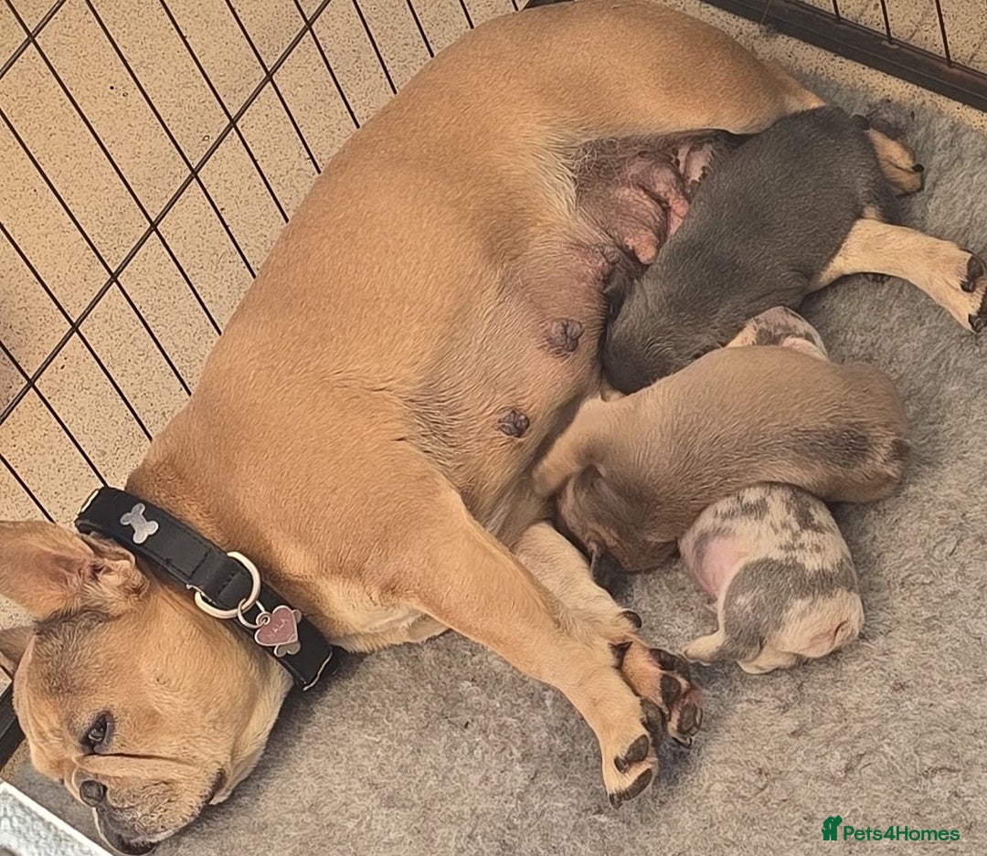 French Bulldog dogs for sale: Beautiful frenchie puppies  - Image 8