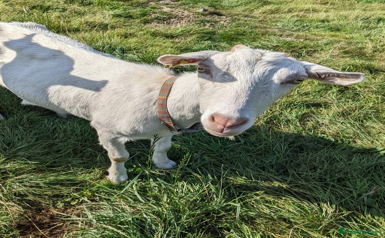 Goats livestock - Advert 1