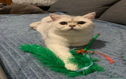 British Shorthair cats for sale: Lovely British Shorthair Neutered Girl  - Image 10