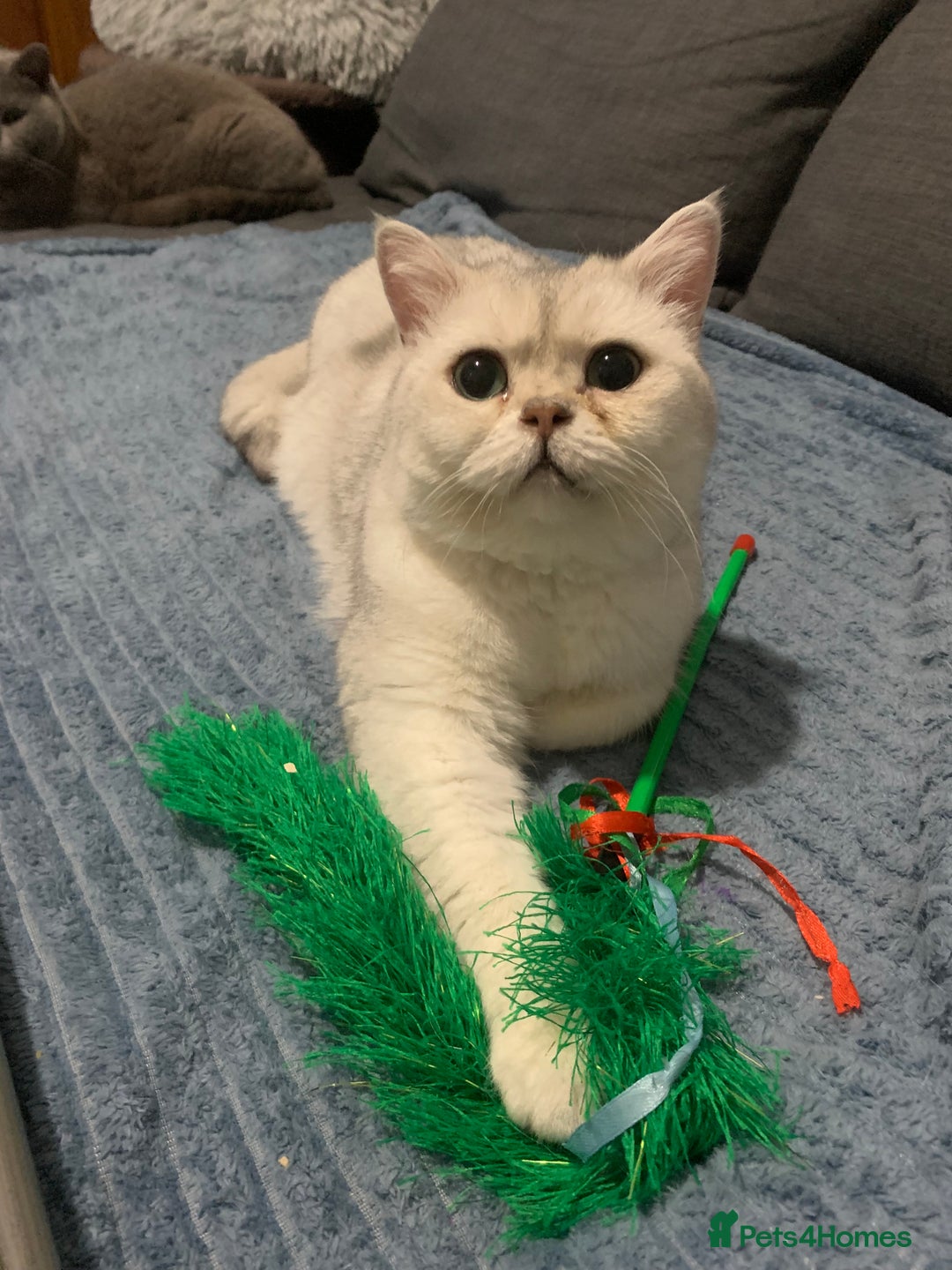 British Shorthair cats for sale: Lovely British Shorthair Neutered Girl  - Image 10