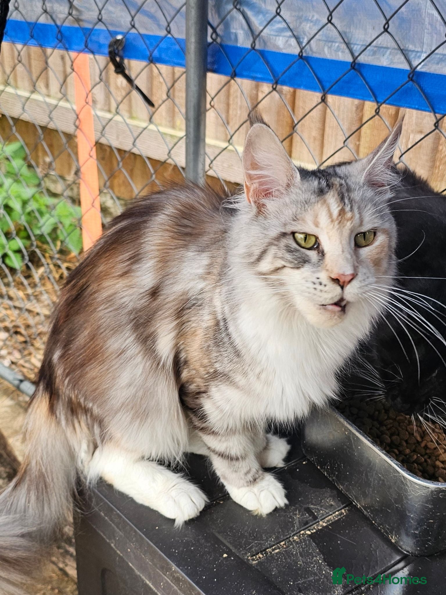 Maine Coon cats Stunning Black Silver Torbie worth White. - Advert 2