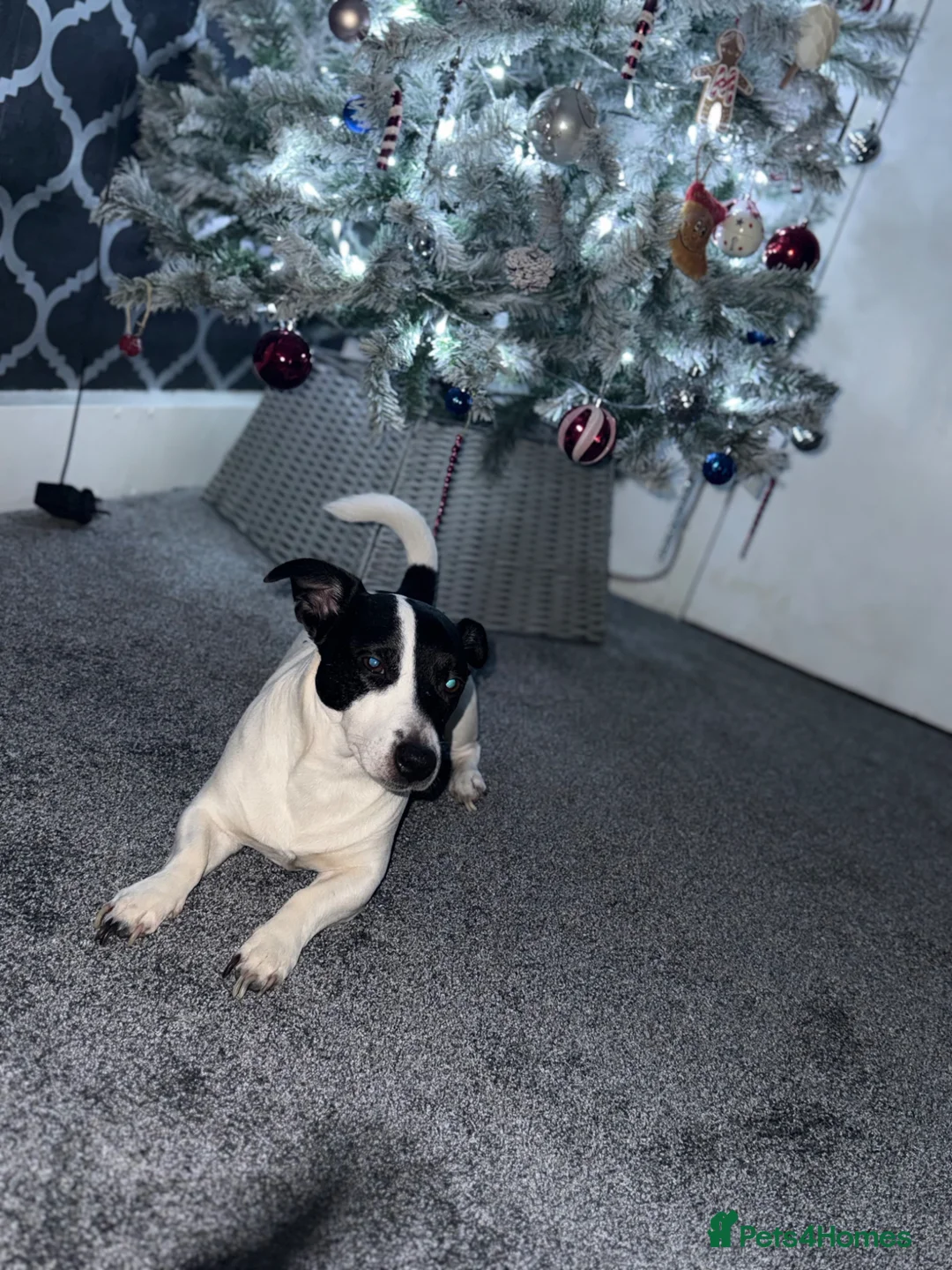 Jack Russell dogs for stud: Male Jack Russell in Normanton - Advert 2