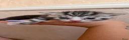 Mixed Breed cats for sale: Four kittens  - Advert 9