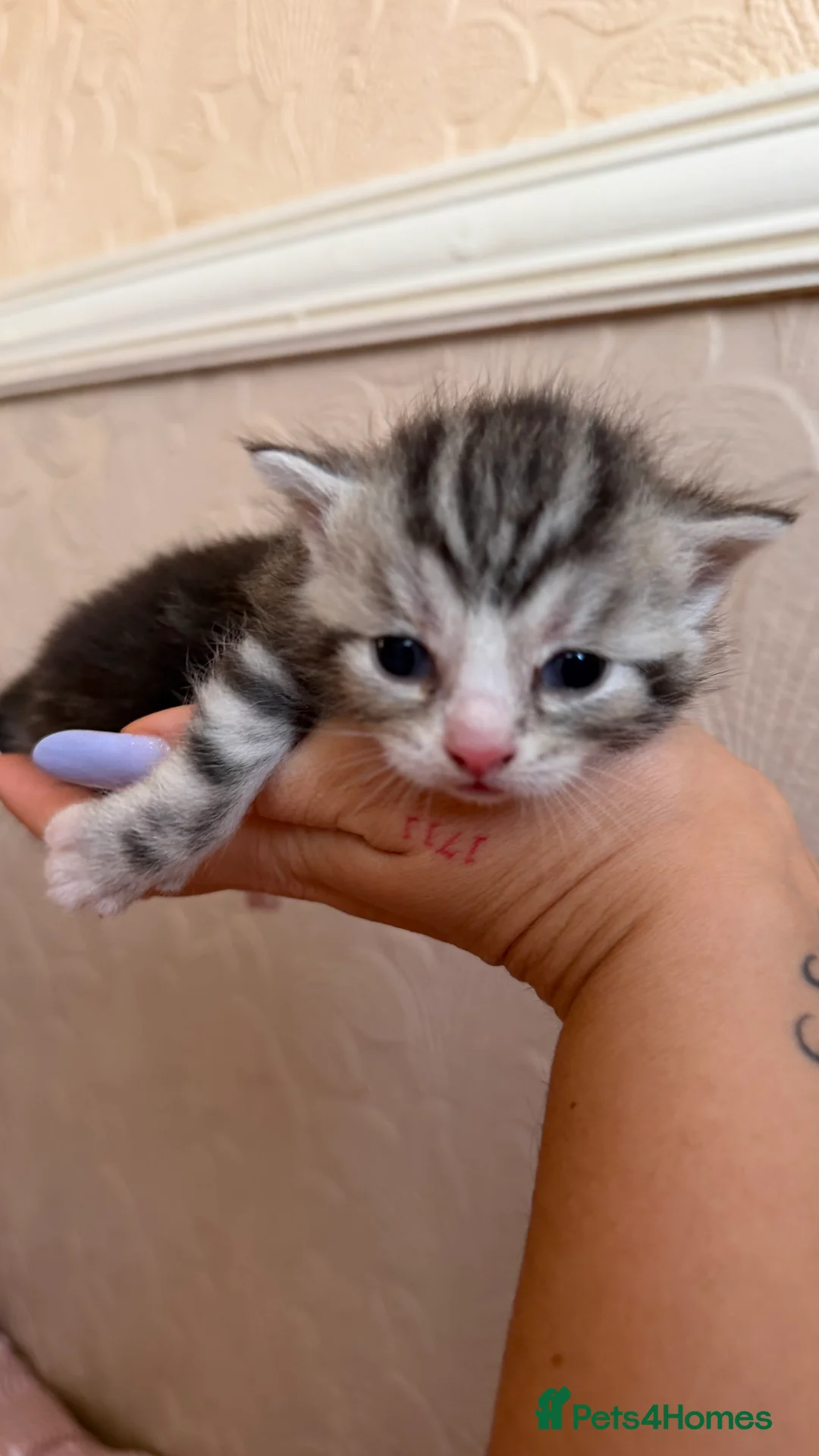 Mixed Breed cats for sale: Four kittens  - Advert 9