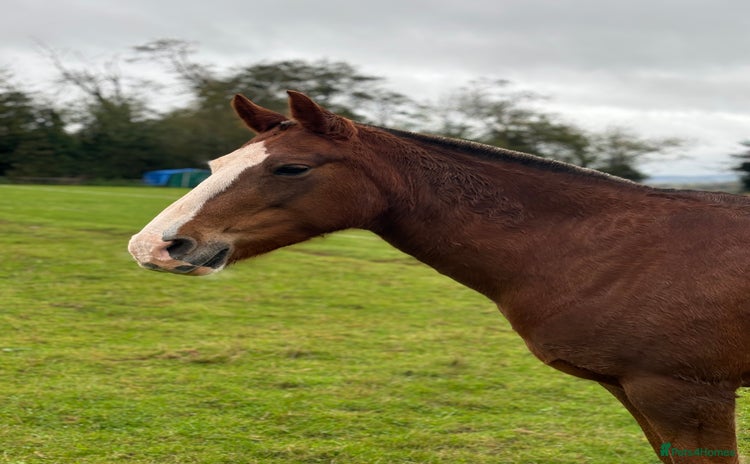 Other Breed horses - Advert 4