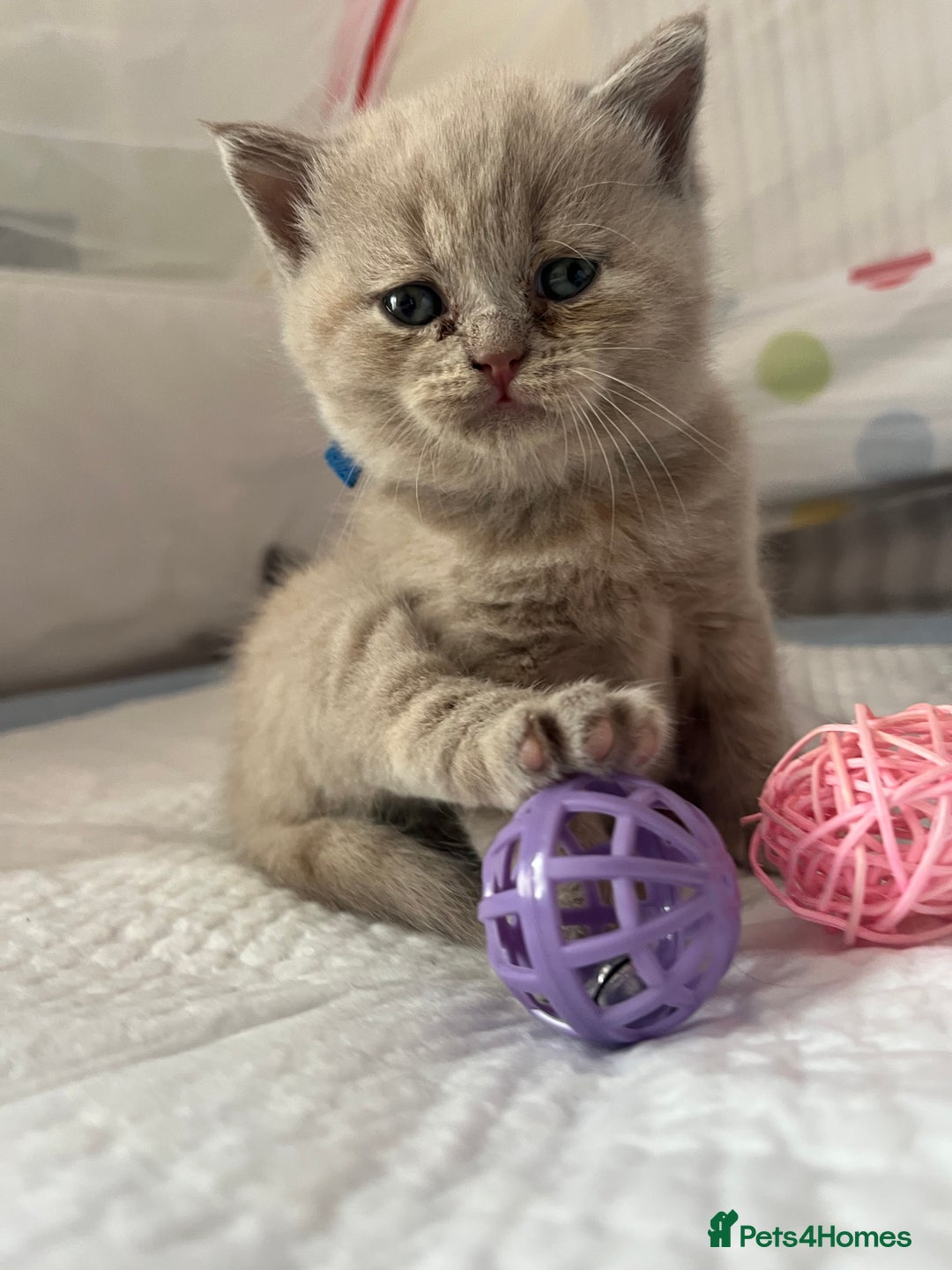British Shorthair cats for sale: Gorgeous British Shorthair Kittens - Image 5