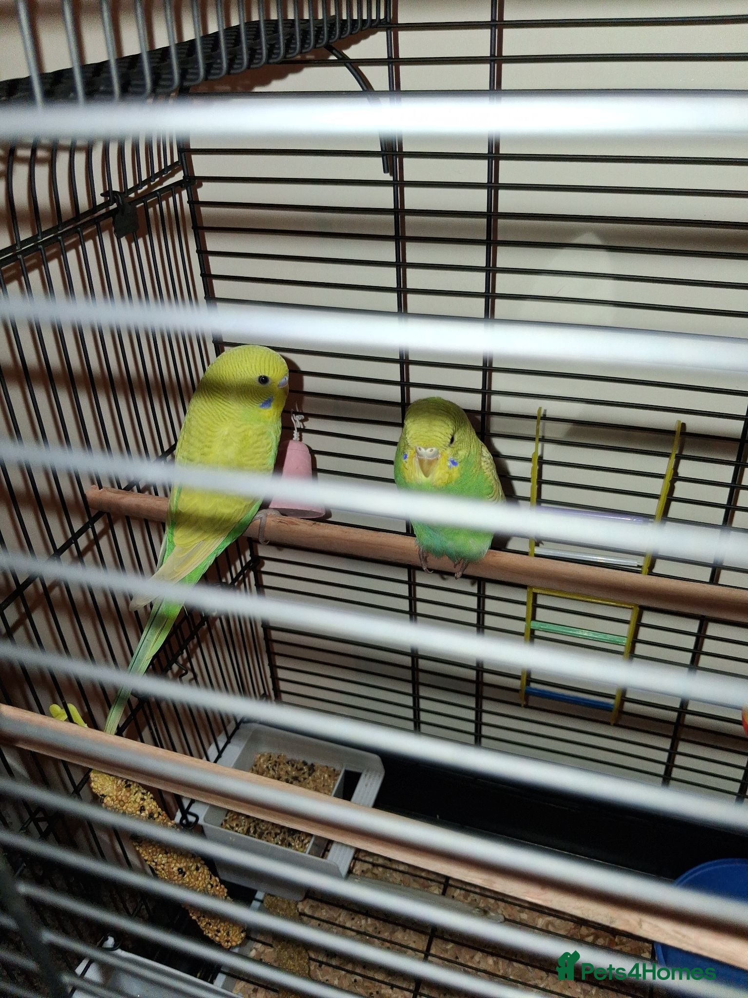 Budgerigars birds Baby budget - Advert 1