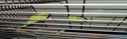 Budgerigars birds for sale: Baby budget in Newtown - Advert 1
