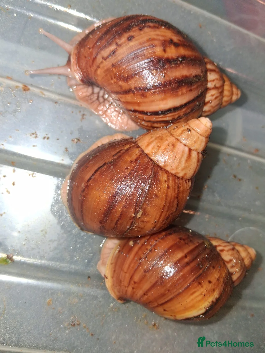 Snails invertebrates for sale: Giant African Land Snails - Advert 1