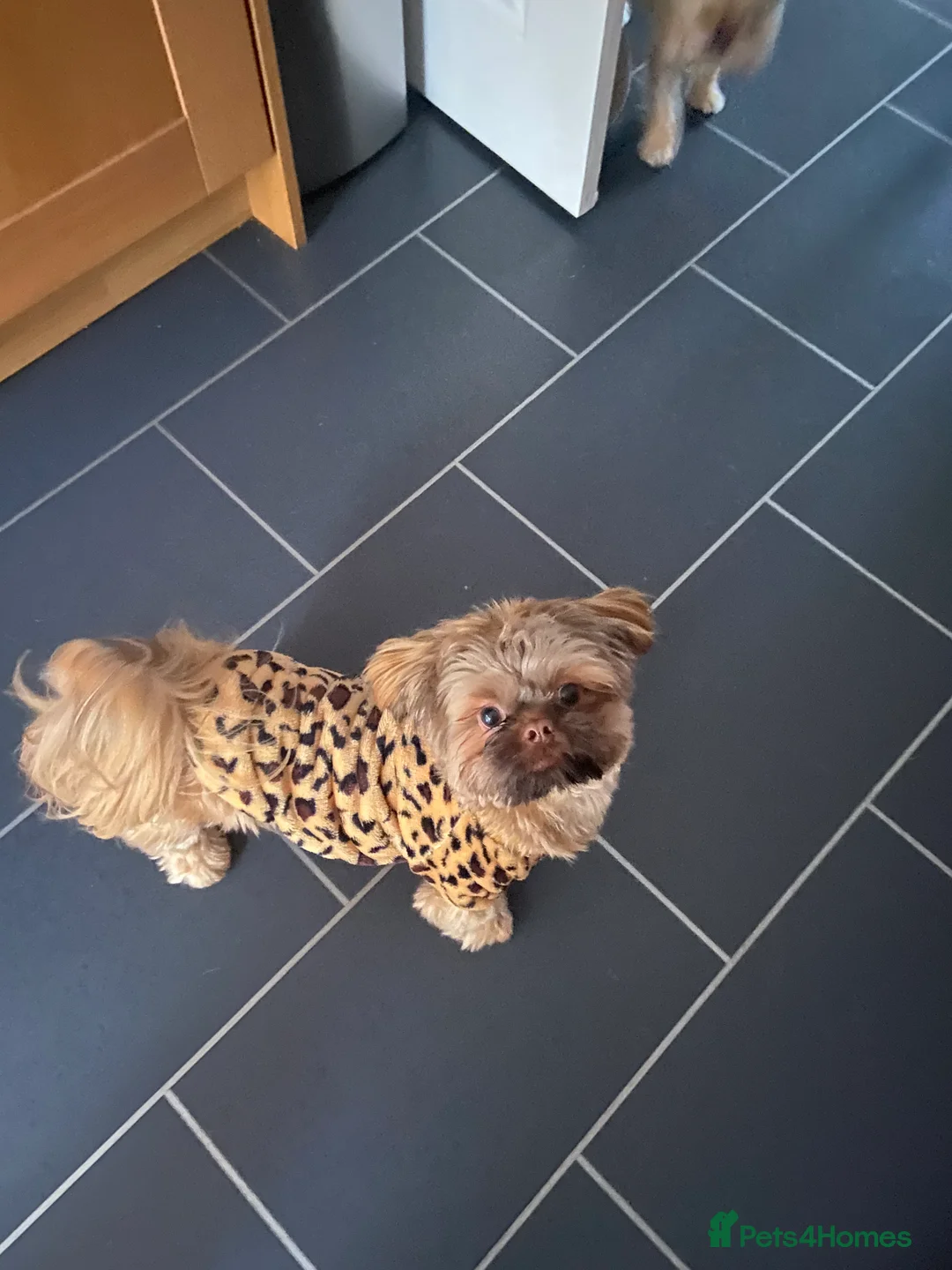 Shih Tzu dogs for stud: KC Reg Imperial shihtzu for stud 100% proven. in Bury - Advert 7