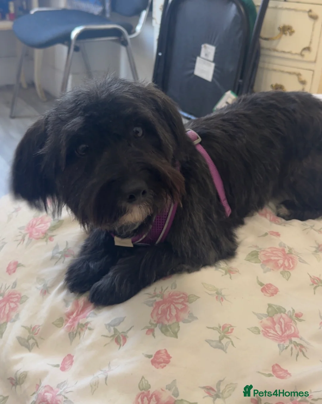 Yorkiepoo dogs for sale: Yorkipoo Puppies  - Advert 2