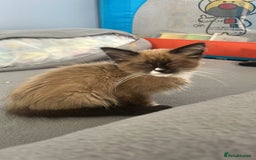 Ragdoll cats for sale: Ragdoll boy  - Image 2