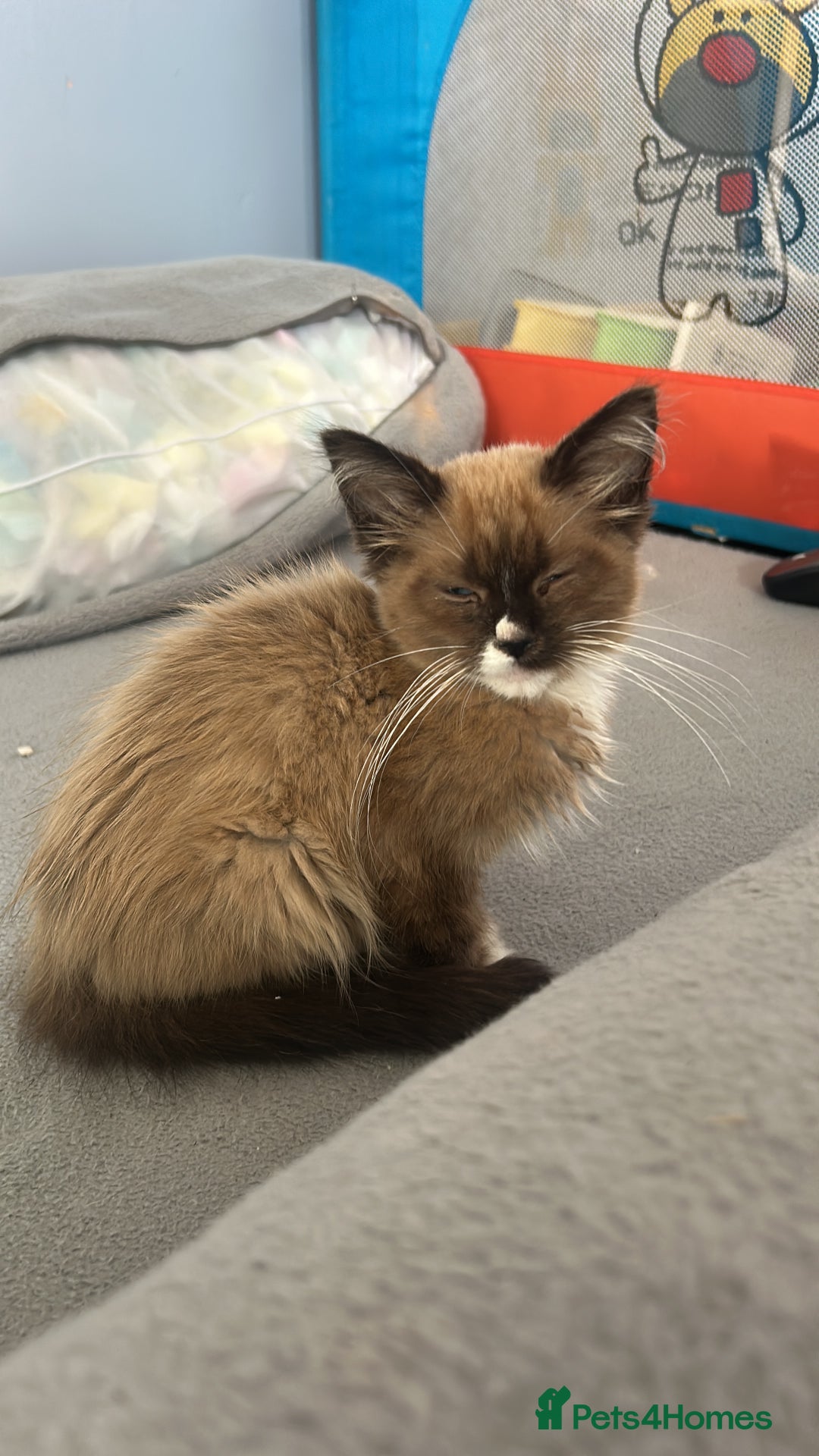 Ragdoll cats for sale: Ragdoll boy  - Image 2