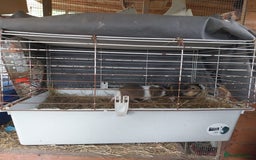 Guinea Pig rodents for sale: Gainea pigs for sale - Image 2