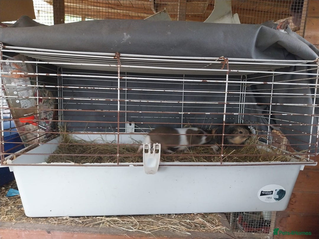 Guinea Pig rodents for sale: Gainea pigs for sale - Image 2
